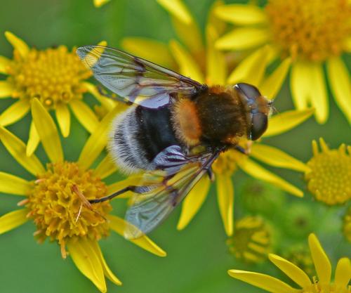 Réf. 353 597 : Eristalis intricaria
